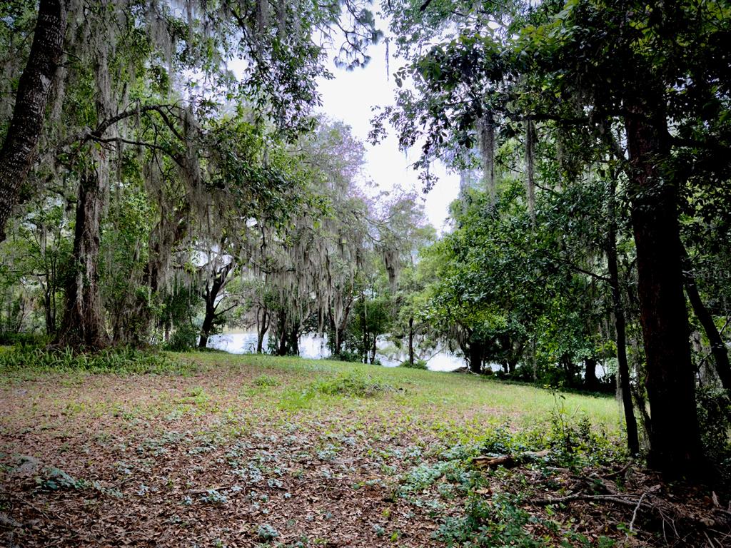 0 Southeast 146th Terrace Road Ocklawaha, FL 32179 - Photo 4 of 15 a view of a tree in a yard