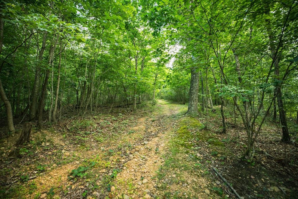 Tbd Calf Mountain Road Waynesboro, VA 22980 - Photo 33 of 36