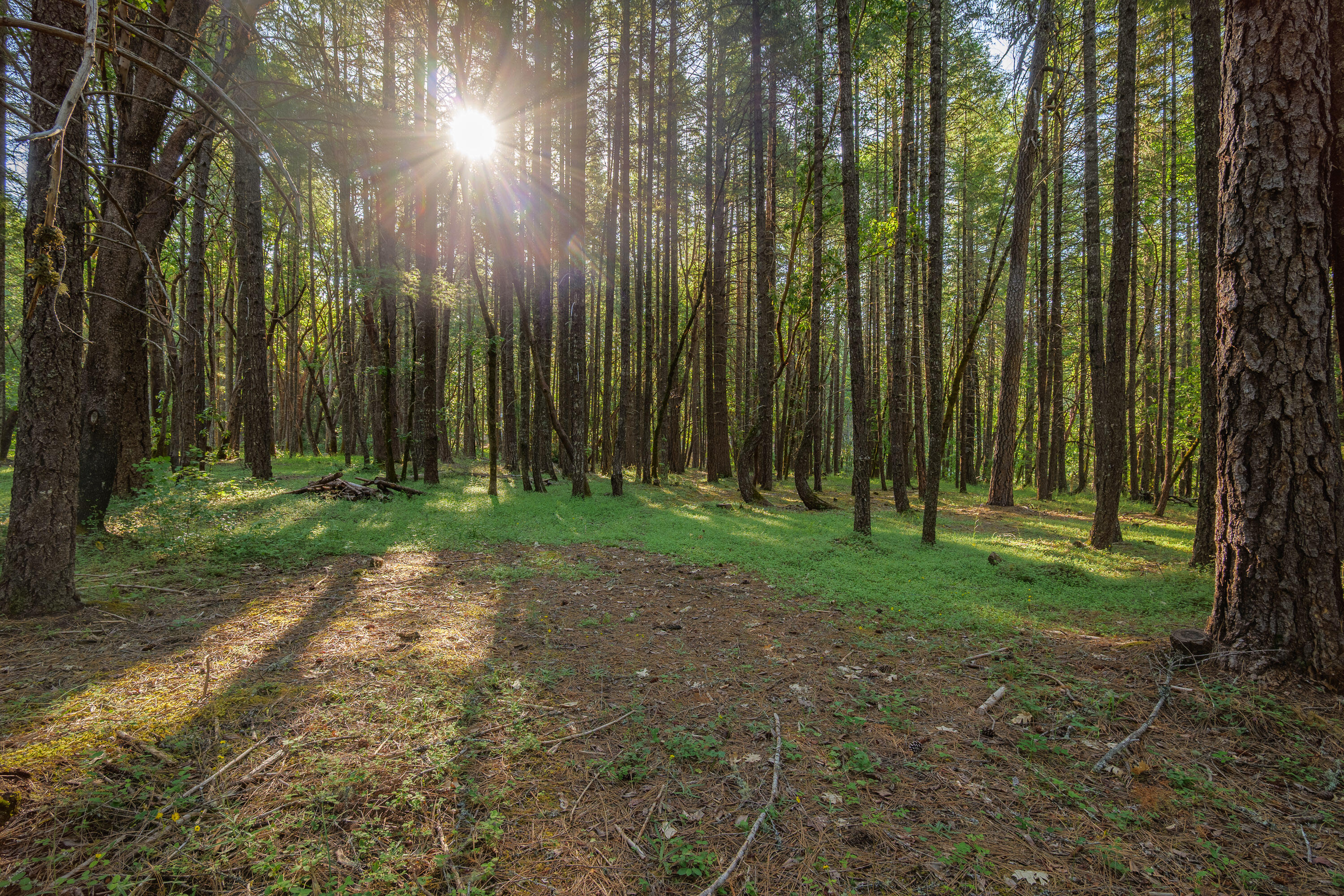 355 Firview Lane Wilderville, OR 97543 - Photo 2 of 12 a view of backyard with green space