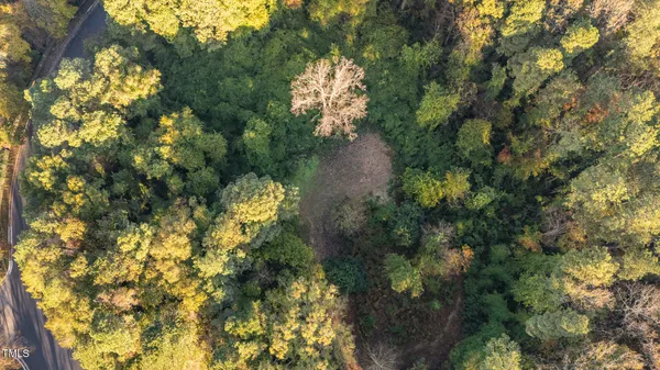 a view of a tree in a yard