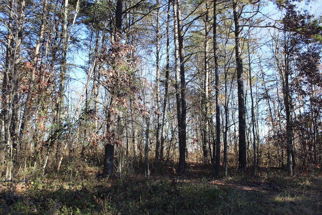 0 Veto Road Vincent, OH 45784 - Photo 2 of 14 Gallery Image 2