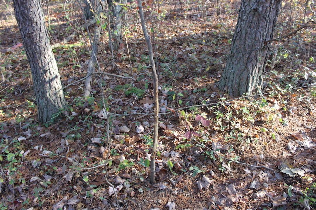 0 Veto Road Vincent, OH 45784 - Photo 6 of 14 Gallery Image 6
