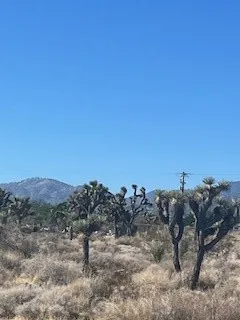 0 Pine Tree Road Pinon Hills, CA 92372 - Photo 5 of 5 a view of a dry field with trees in background