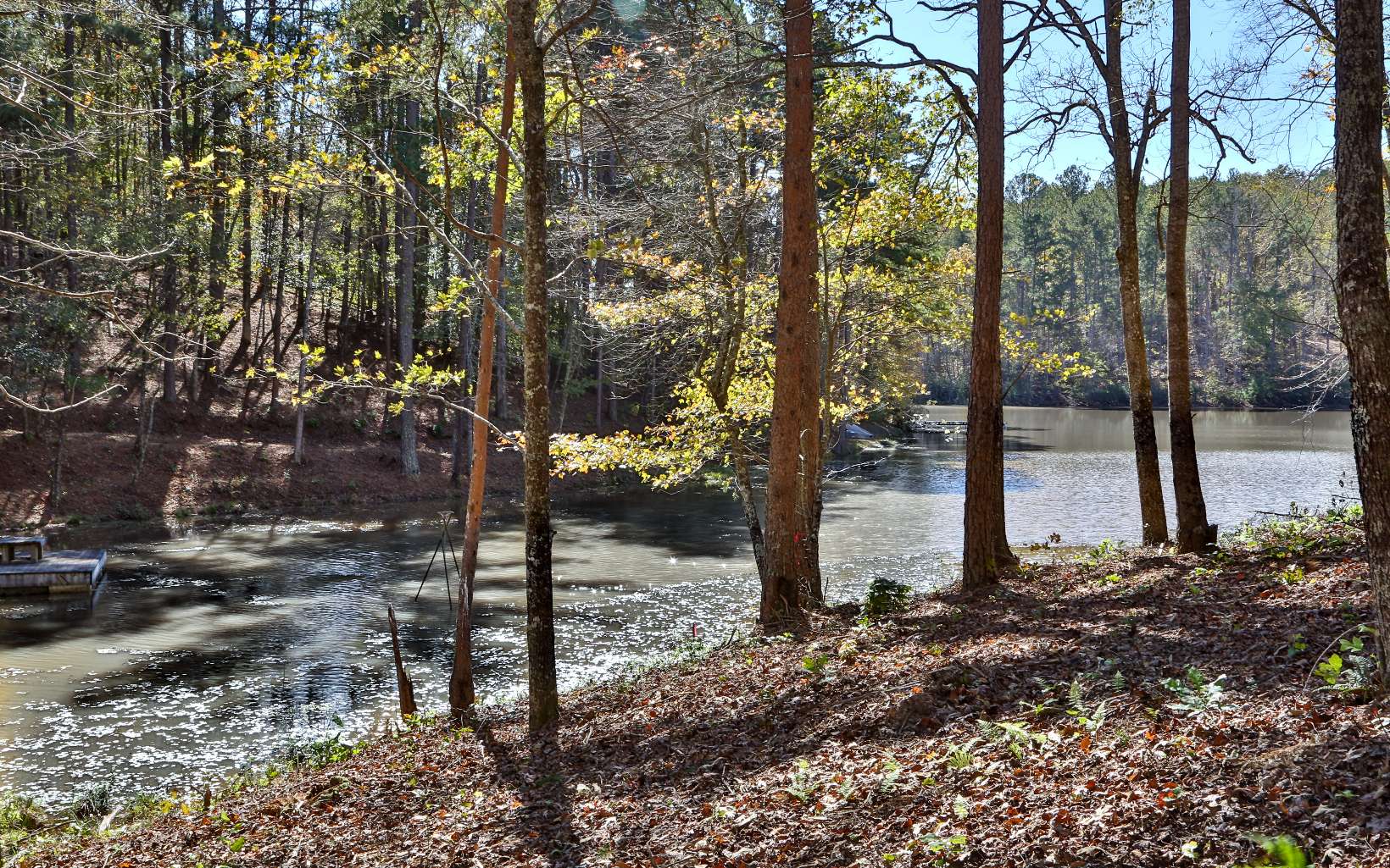 L173 R High River Ellijay, GA 30540 - Photo 1 of 1 a view of a tree in the forest