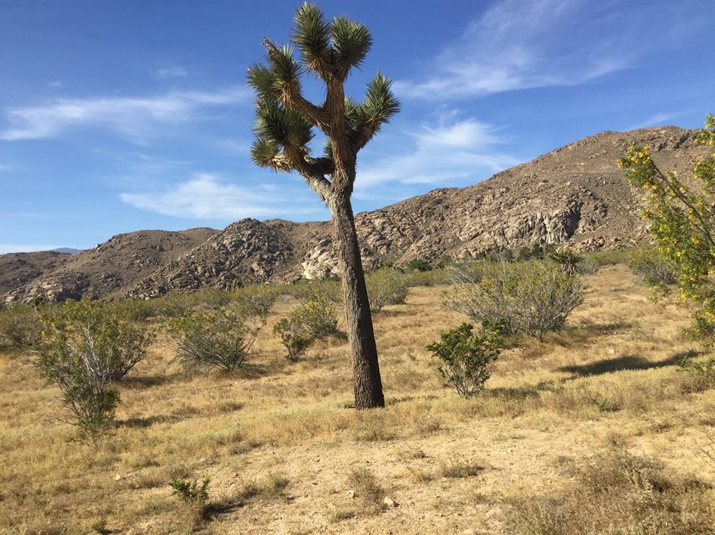 0 Montgomery Road Lucerne Valley, CA 92356 - Photo 1 of 1 Gallery Image 1