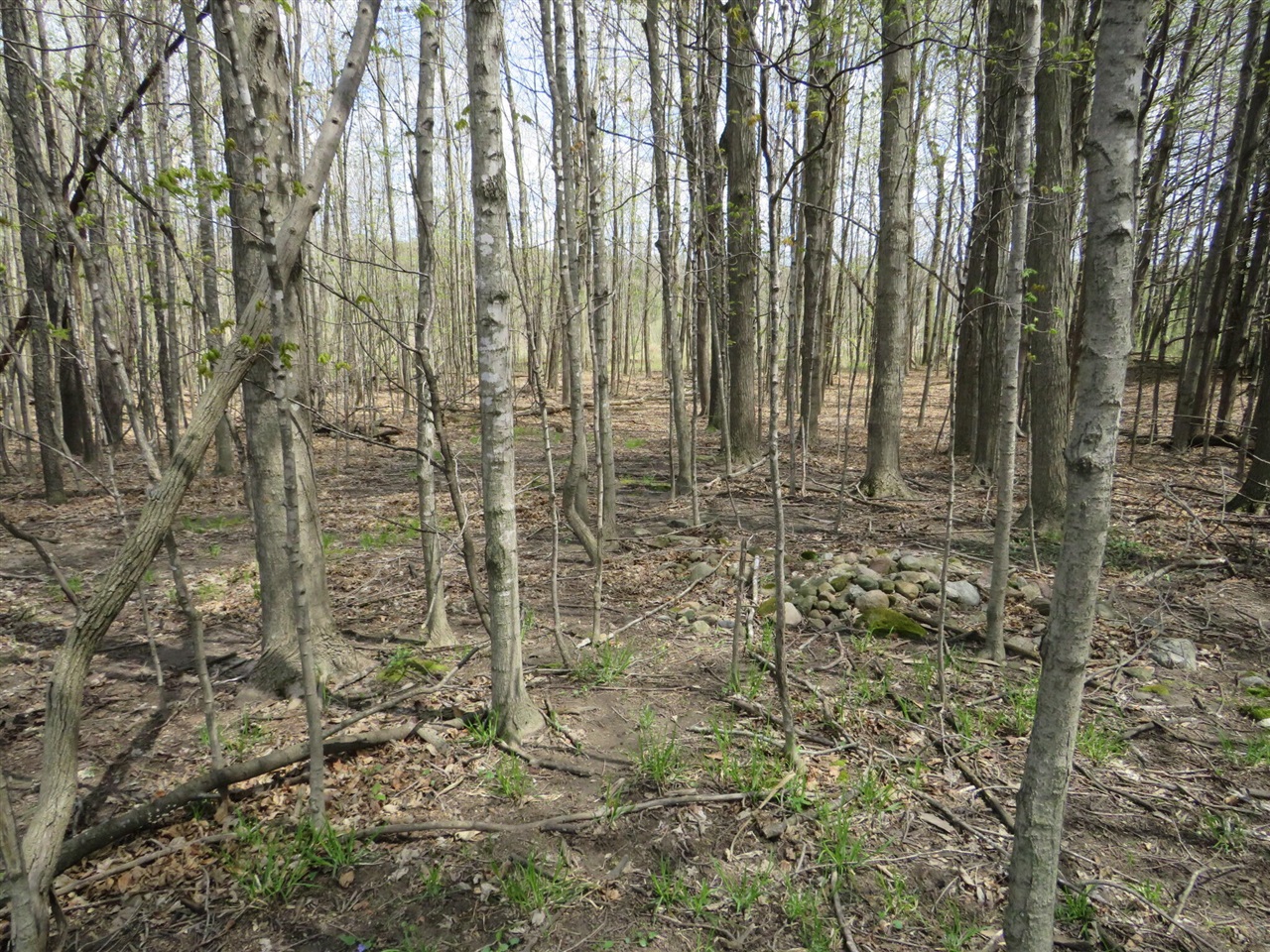 Peoples Road Blanchard, MI 49310 - Photo 4 of 26
