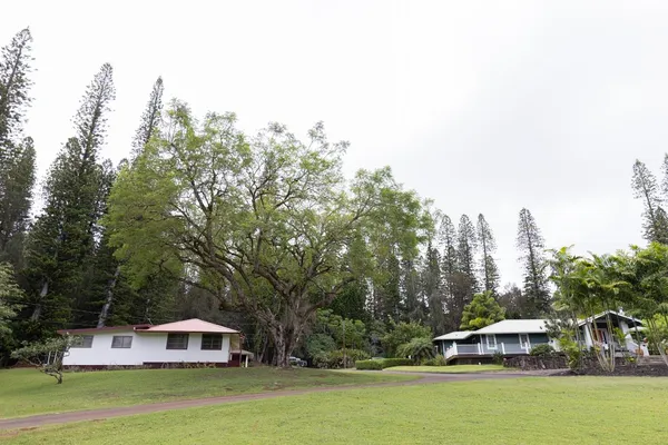 a front view of a house with a yard and large trees