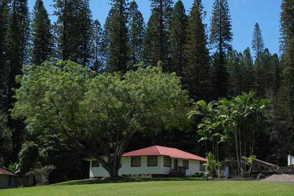 a view of a house with yard and green space