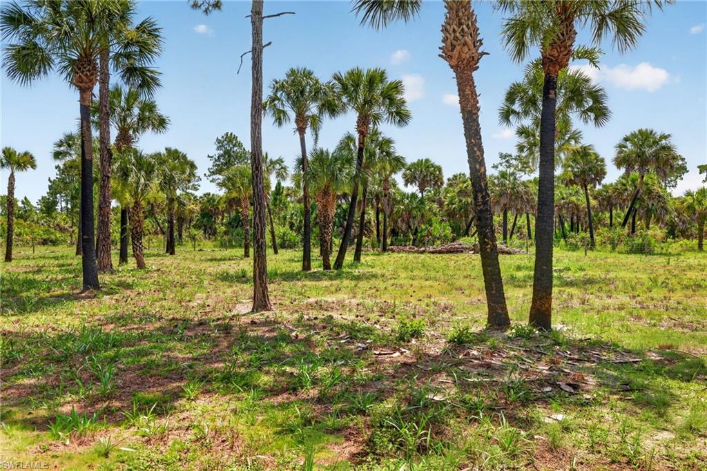 Naples Fl Naples Way Naples, FL 34117 - Photo 4 of 12 Expansive natural landscape with diverse flora including mature palm trees and green ground cover under a clear sky