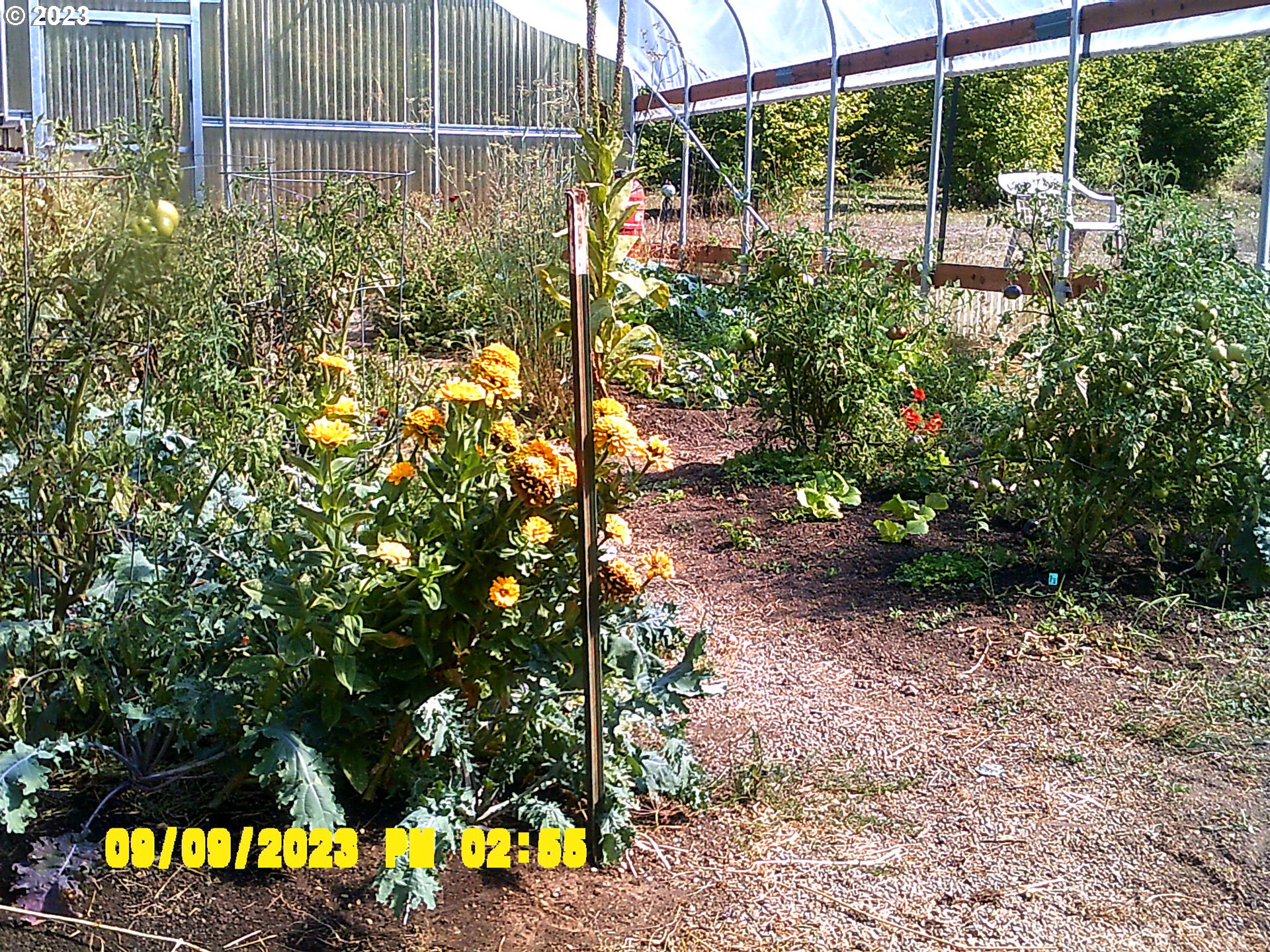 18624 Highway 36 Blachly, OR 97412 - Photo 41 of 46 a view of a yard