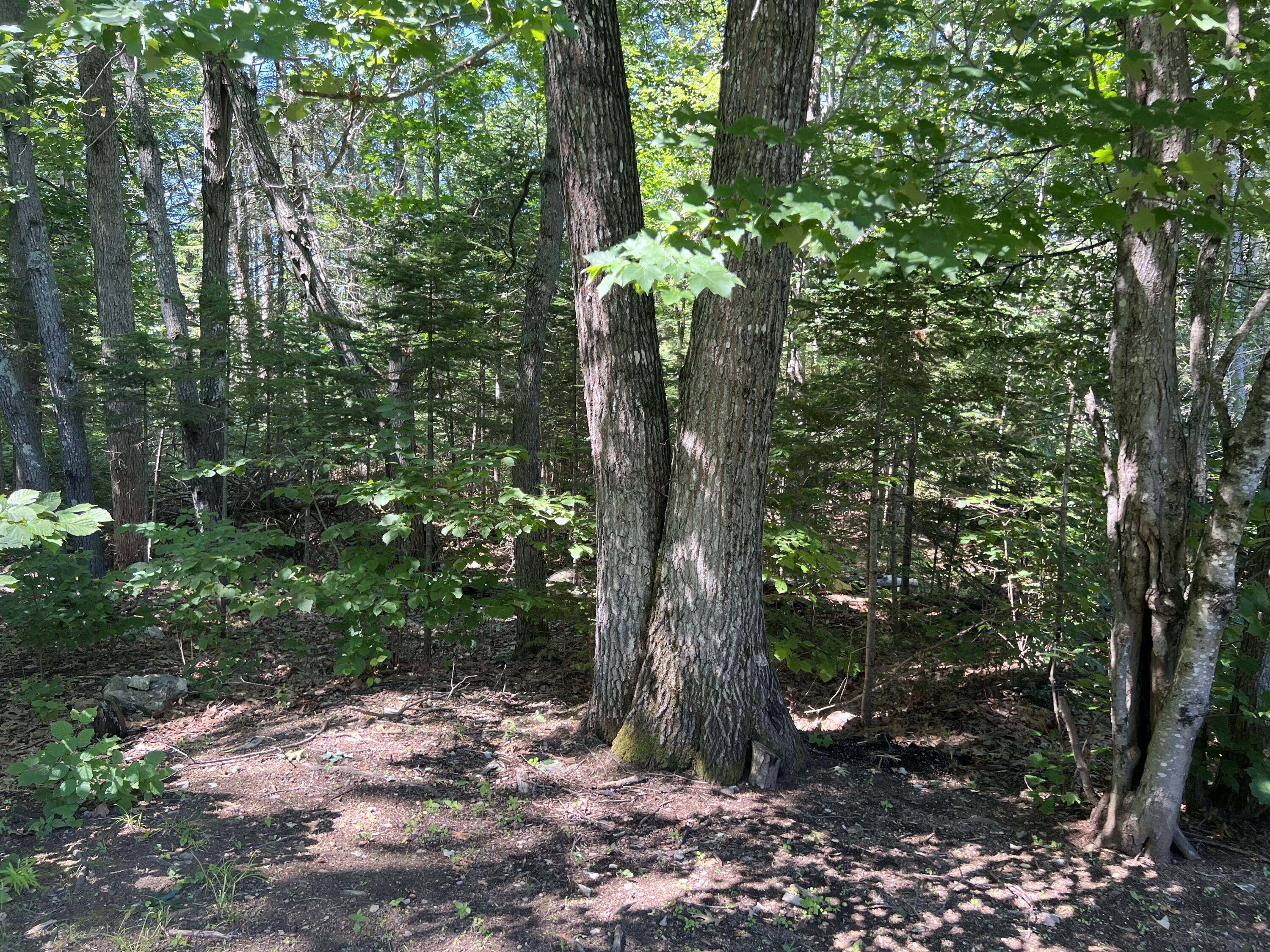 244 Lancaster Brook Road Glenburn, ME 04401 - Photo 65 of 80 Trail 14