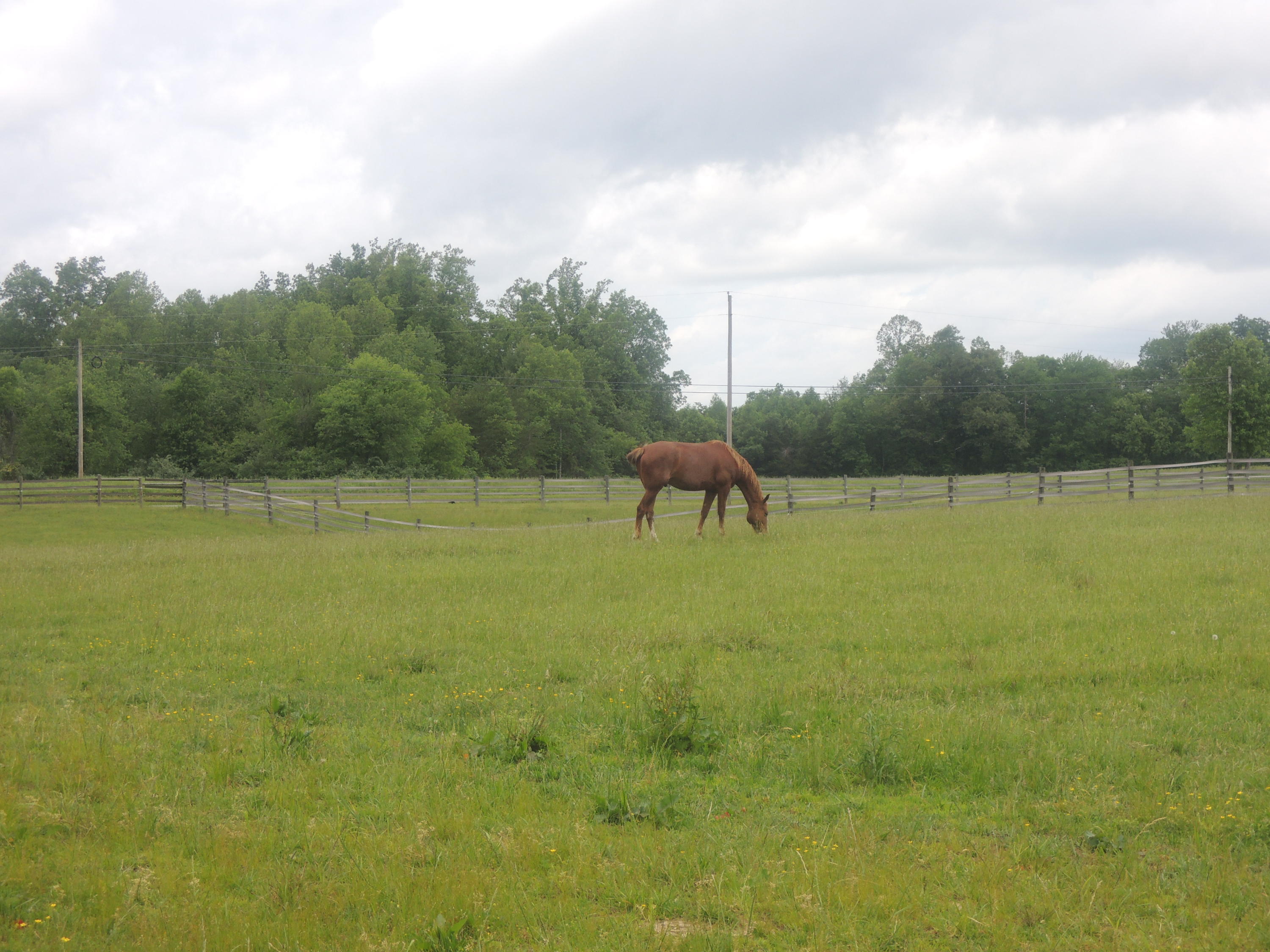 292 Coon Creek Road Sunbright, TN 37872 - Photo 34 of 39 05-17-2017 115
