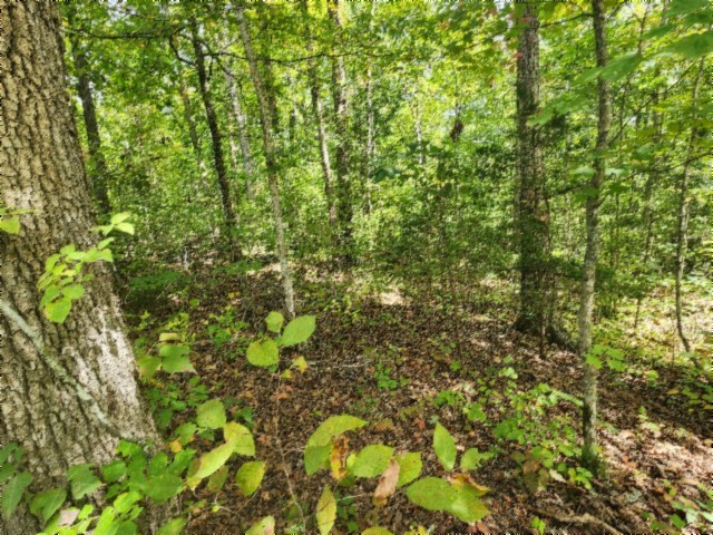 0 Glenobey Road Jamestown, TN 38556 - Photo 13 of 32 a view of a tree