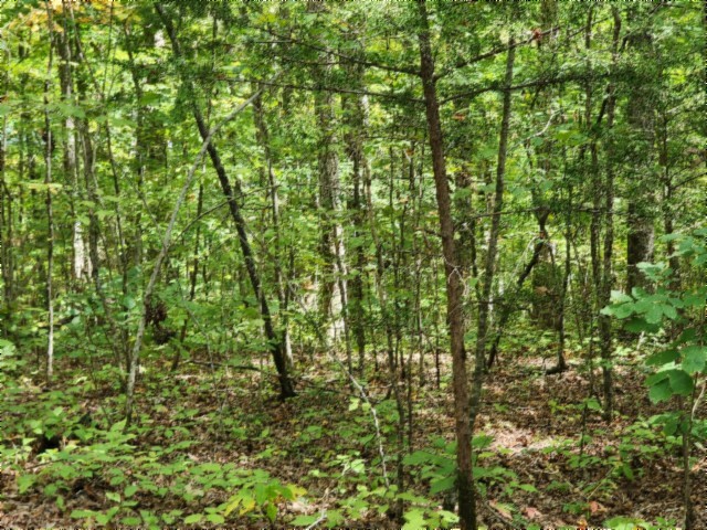 0 Glenobey Road Jamestown, TN 38556 - Photo 14 of 32 a view of a yard