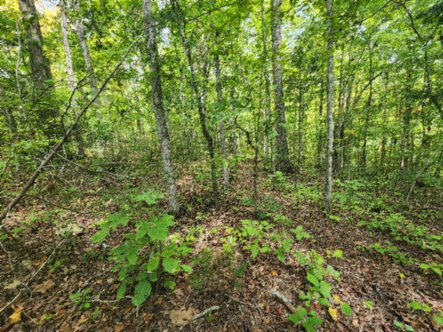 0 Glenobey Road Jamestown, TN 38556 - Photo 16 of 32 a view of a lush green forest