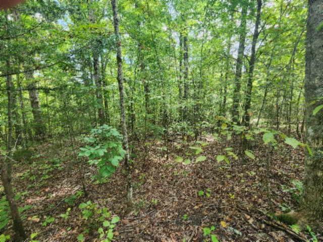 0 Glenobey Road Jamestown, TN 38556 - Photo 17 of 32 a view of a lush green forest