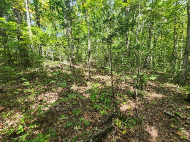 0 Glenobey Road Jamestown, TN 38556 - Photo 18 of 32 a view of a lush green forest