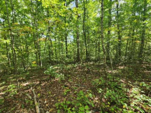 0 Glenobey Road Jamestown, TN 38556 - Photo 20 of 32 a view of a lush green forest
