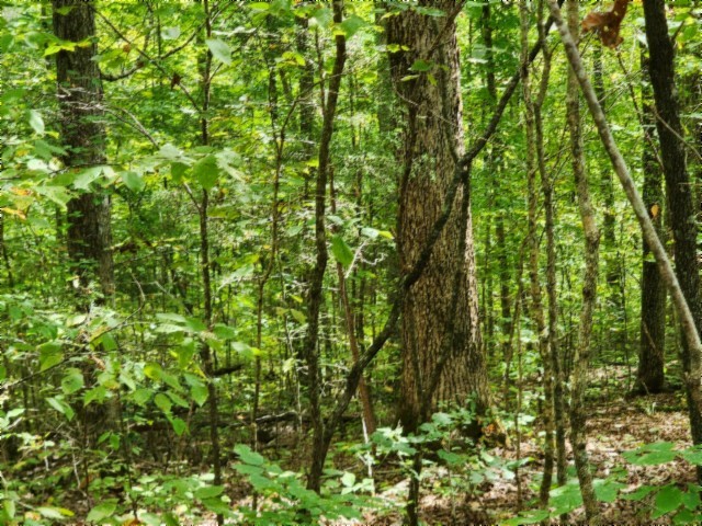 0 Glenobey Road Jamestown, TN 38556 - Photo 21 of 32 a view of a lush green forest