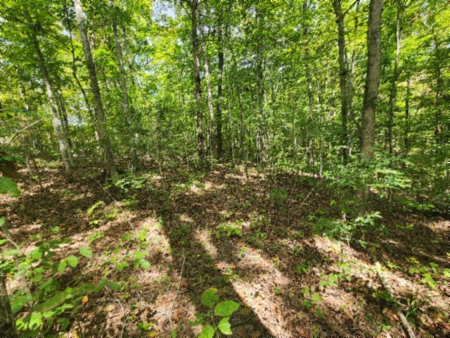 0 Glenobey Road Jamestown, TN 38556 - Photo 24 of 32 a view of a yard