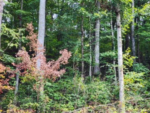 0 Glenobey Road Jamestown, TN 38556 - Photo 25 of 32 a view of a garden with plants and large trees