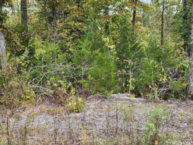 0 Glenobey Road Jamestown, TN 38556 - Photo 4 of 32 a view of a yard with a tree
