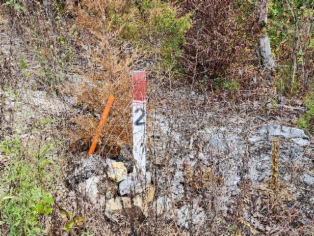 0 Glenobey Road Jamestown, TN 38556 - Photo 9 of 32 a picture of a tree