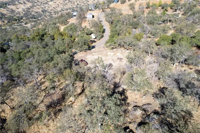 a view of a forest with a tree