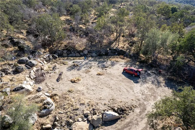 a view of a forest with a tree