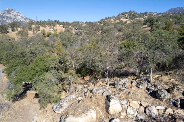 a view of a forest with a mountain