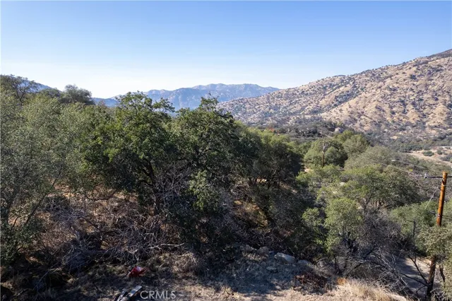 a view of a large tree in a field with lots of bushes