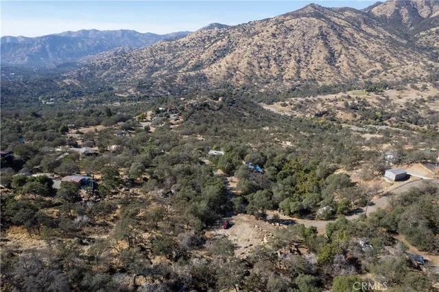 a view of a forest with a tree