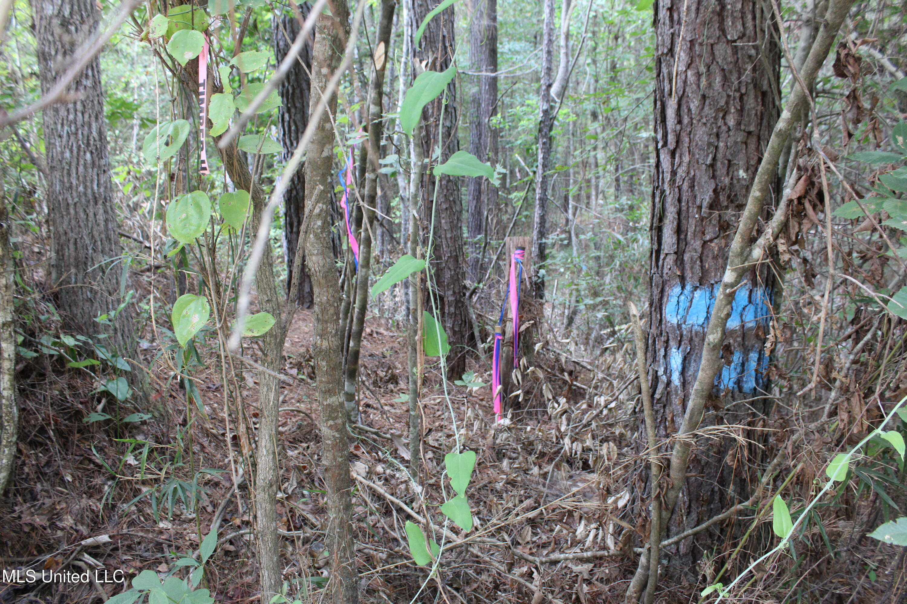 Northeast Hopewell Road Northeast Sontag, MS 39665 - Photo 11 of 12 7.21 ac McDavid Road (25)