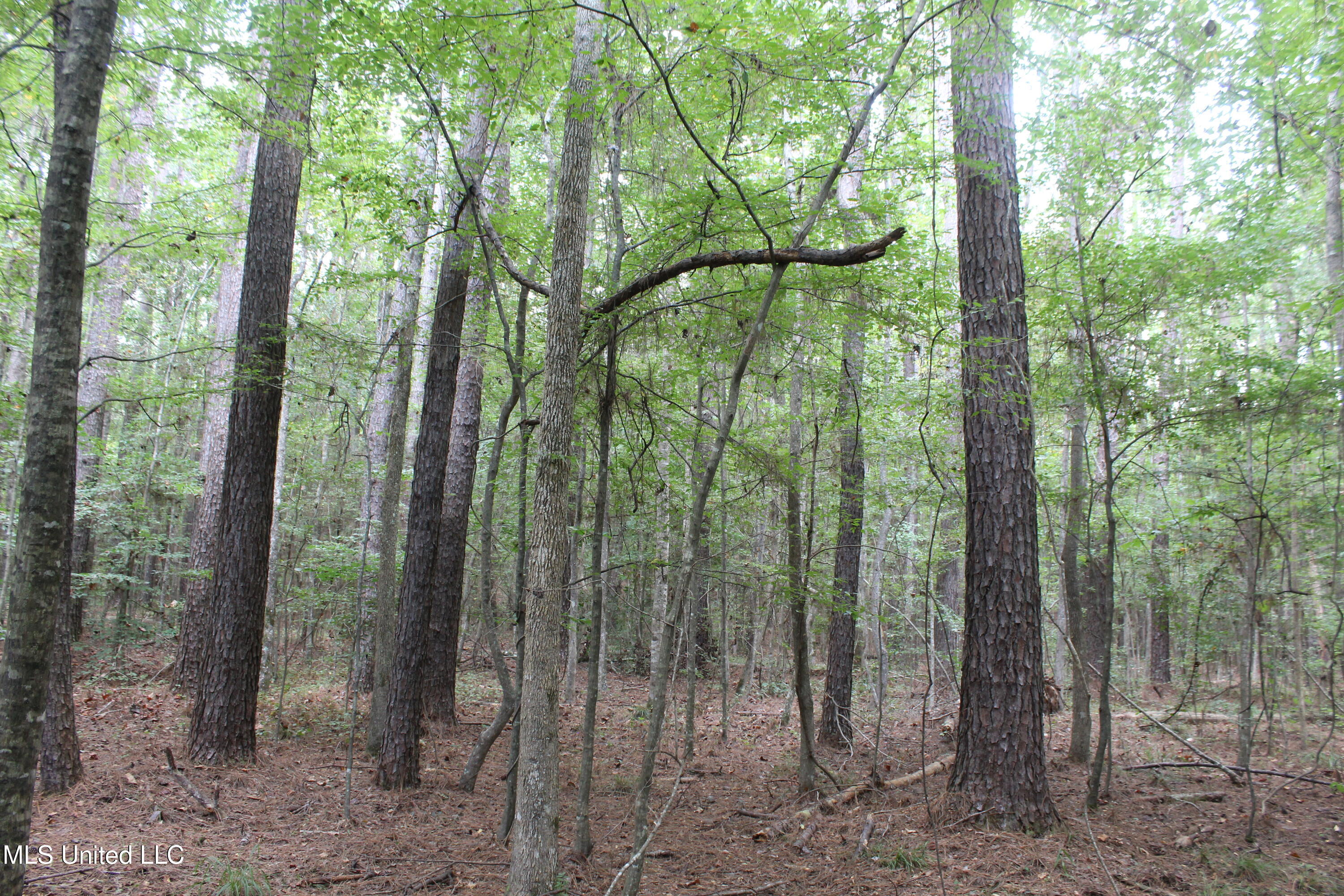 Northeast Hopewell Road Northeast Sontag, MS 39665 - Photo 3 of 12 7.21 ac McDavid Road (16)