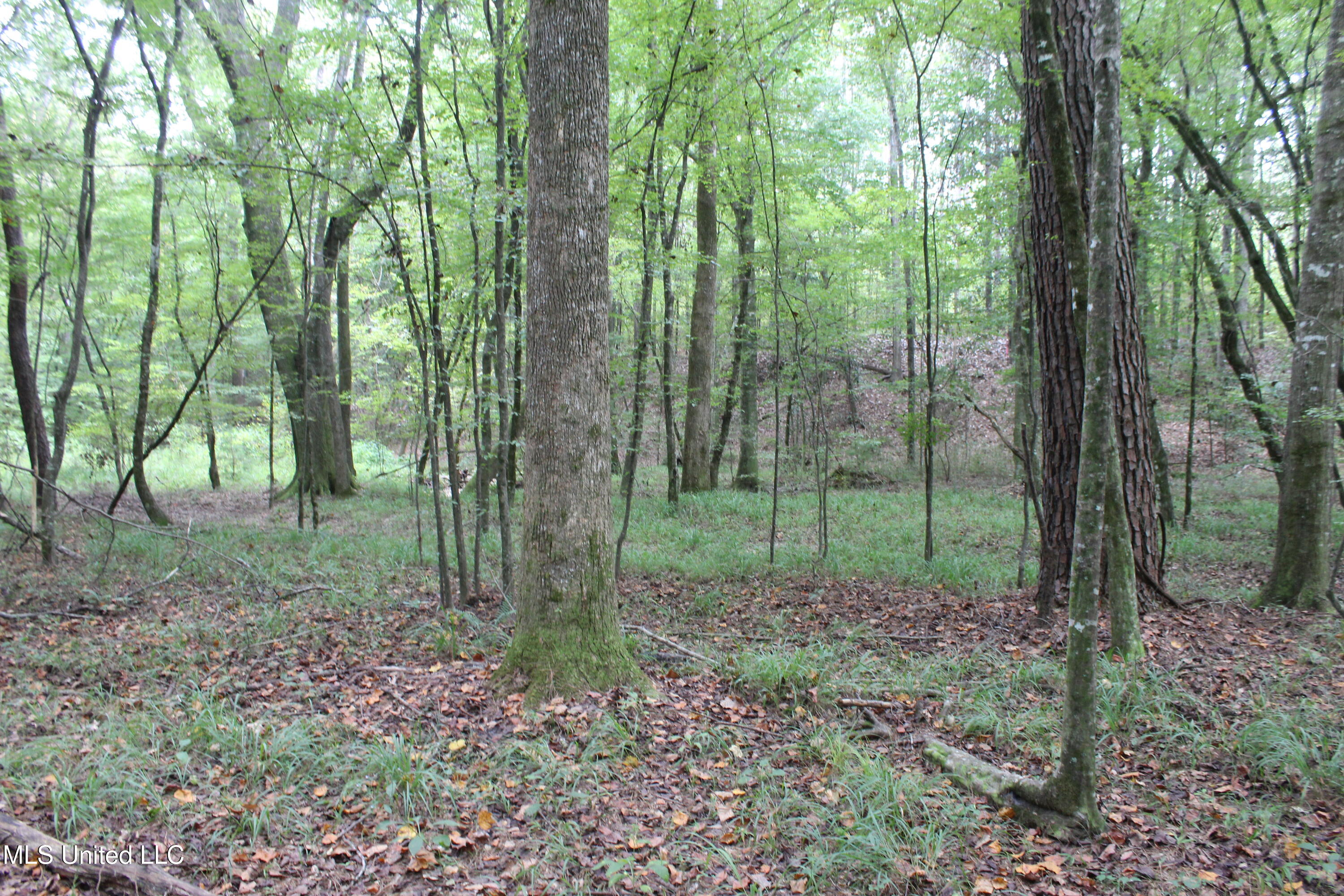 Northeast Hopewell Road Northeast Sontag, MS 39665 - Photo 4 of 12 7.21 ac McDavid Road (17)