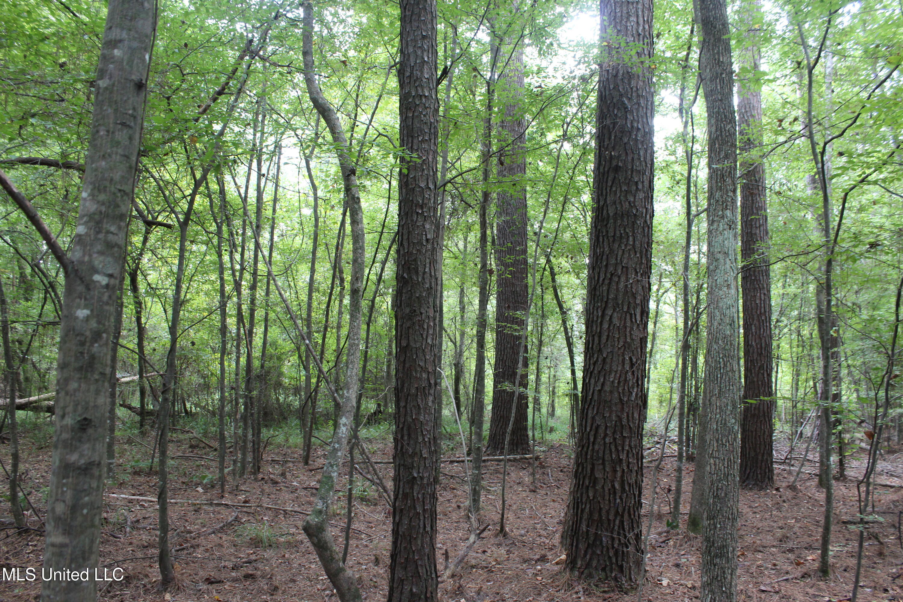 Northeast Hopewell Road Northeast Sontag, MS 39665 - Photo 8 of 12 7.21 ac McDavid Road (22)