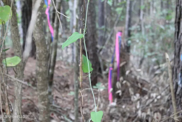 $49,400 | Northeast Hopewell Road Northeast, Sontag, MS 39665