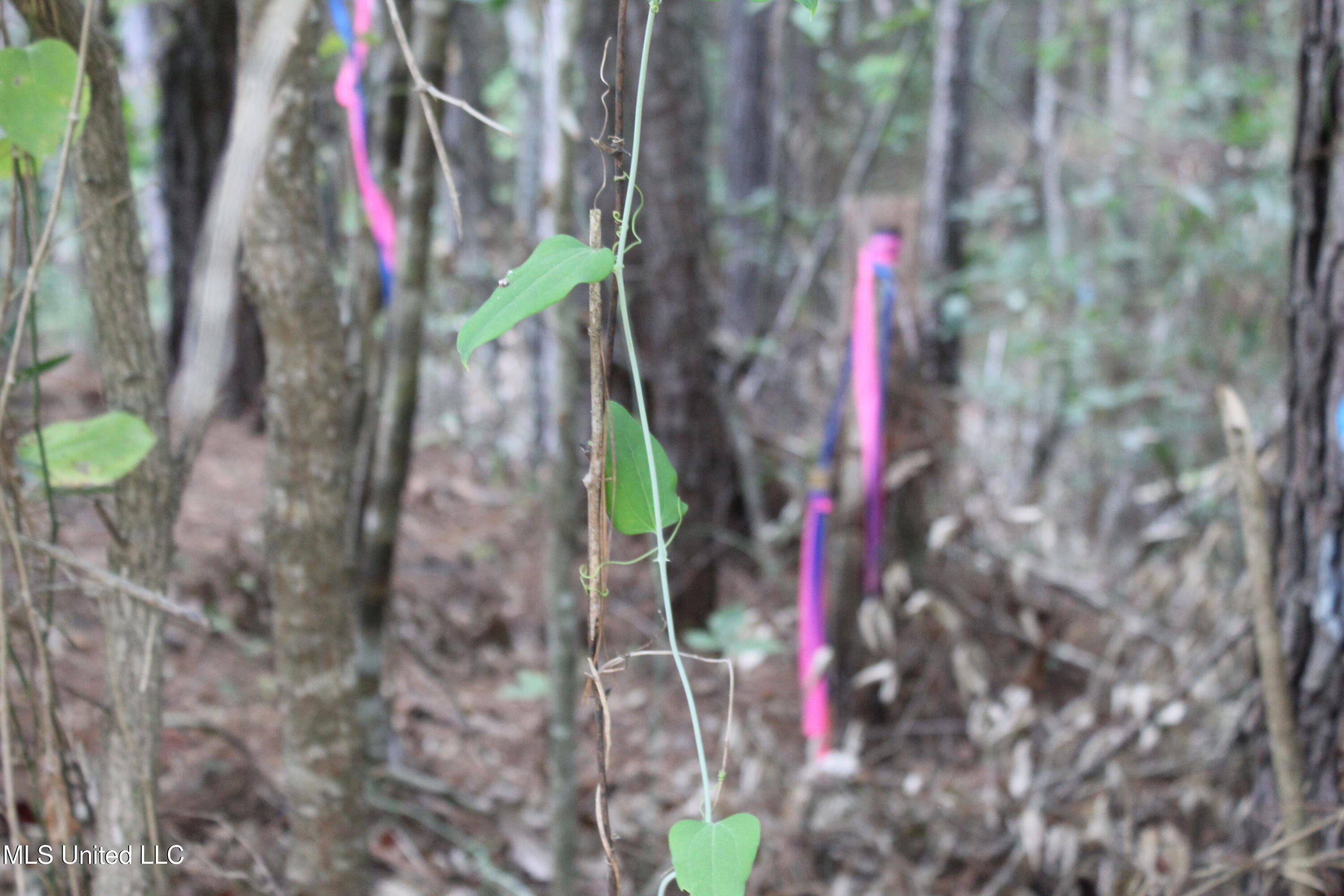 Northeast Hopewell Road Northeast Sontag, MS 39665 - Photo 10 of 12 7.21 ac McDavid Road (24)