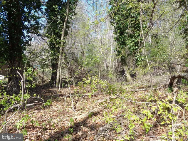 a view of a yard with plants and trees