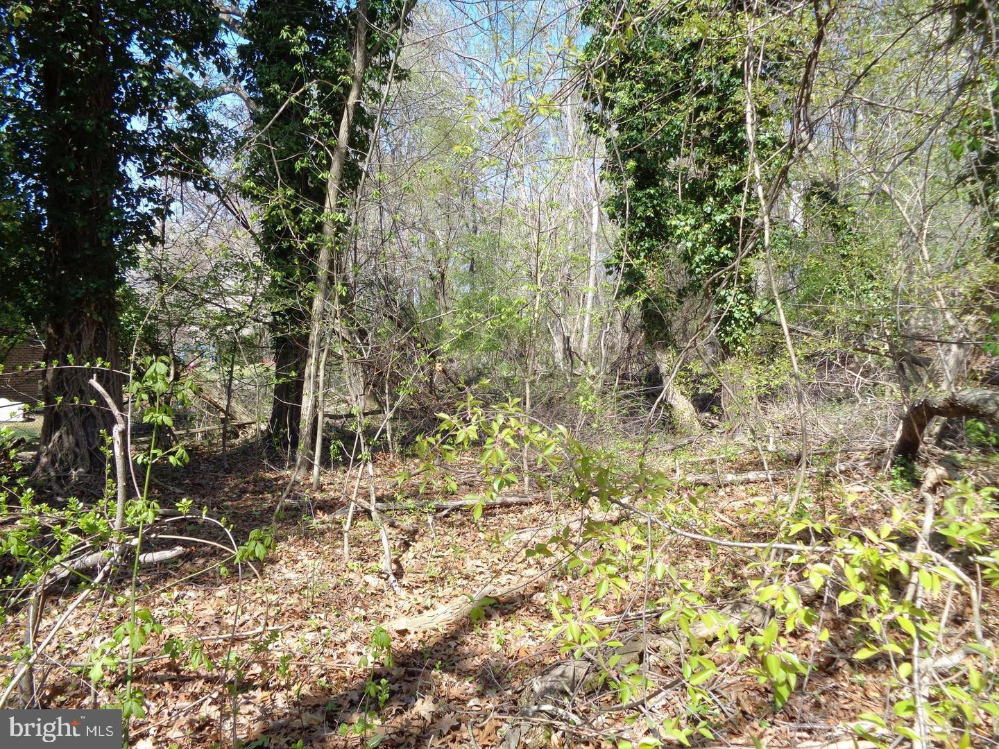 0 Piscataway Clinton, MD 20735 - Photo 3 of 8 a view of a yard with plants and trees