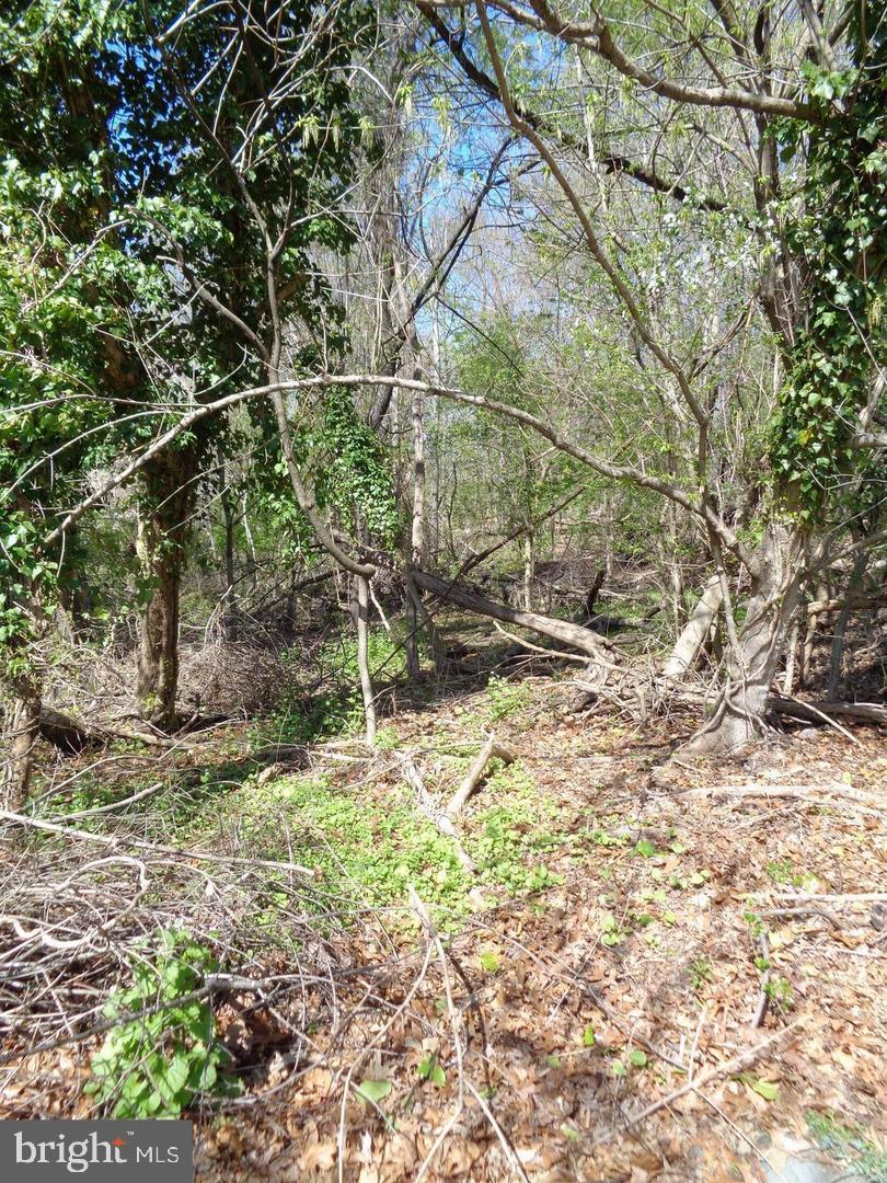0 Piscataway Clinton, MD 20735 - Photo 6 of 8 a backyard of a house with lots of green space