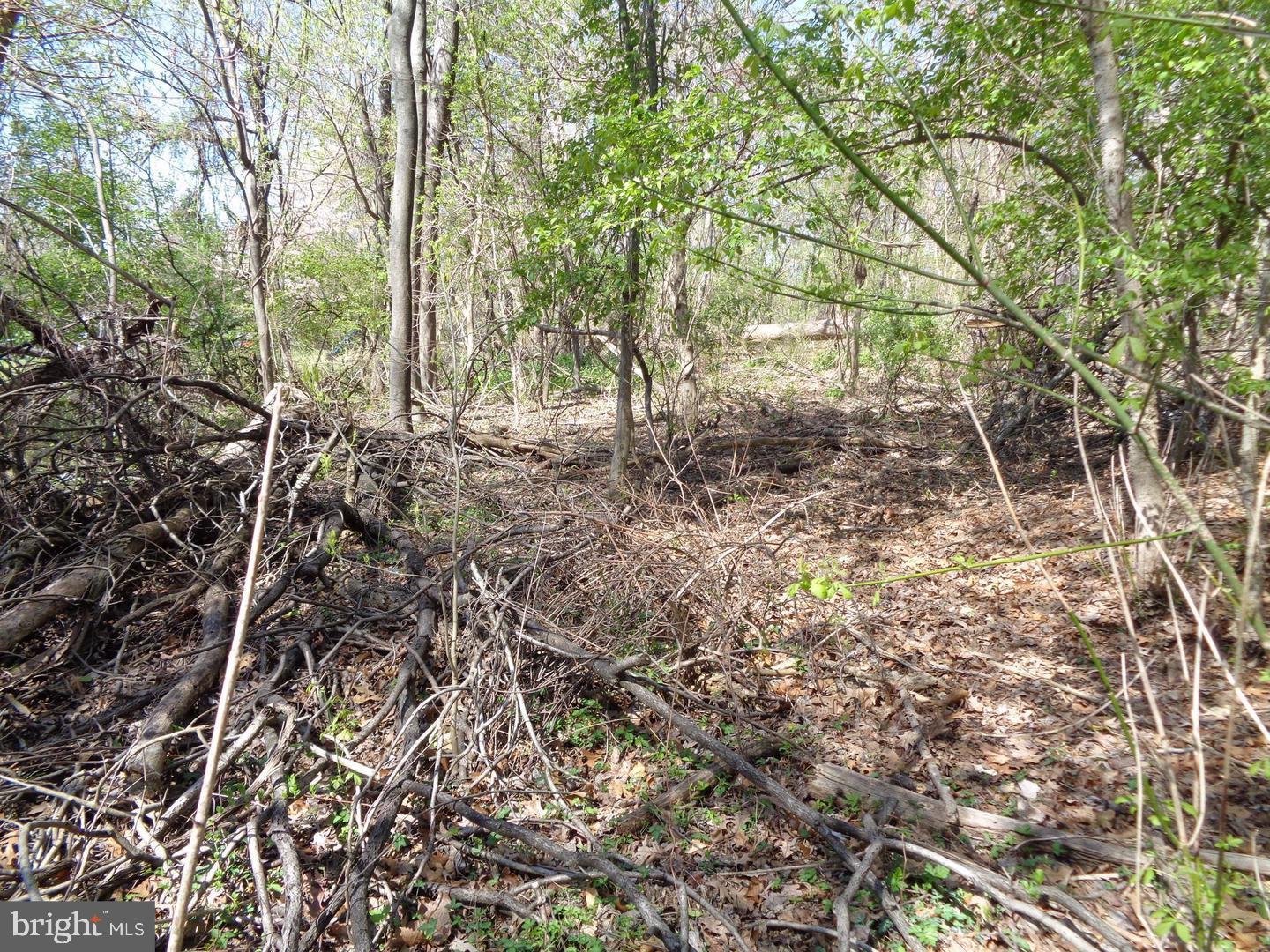 0 Piscataway Clinton, MD 20735 - Photo 7 of 8 a view of a yard with plants and trees