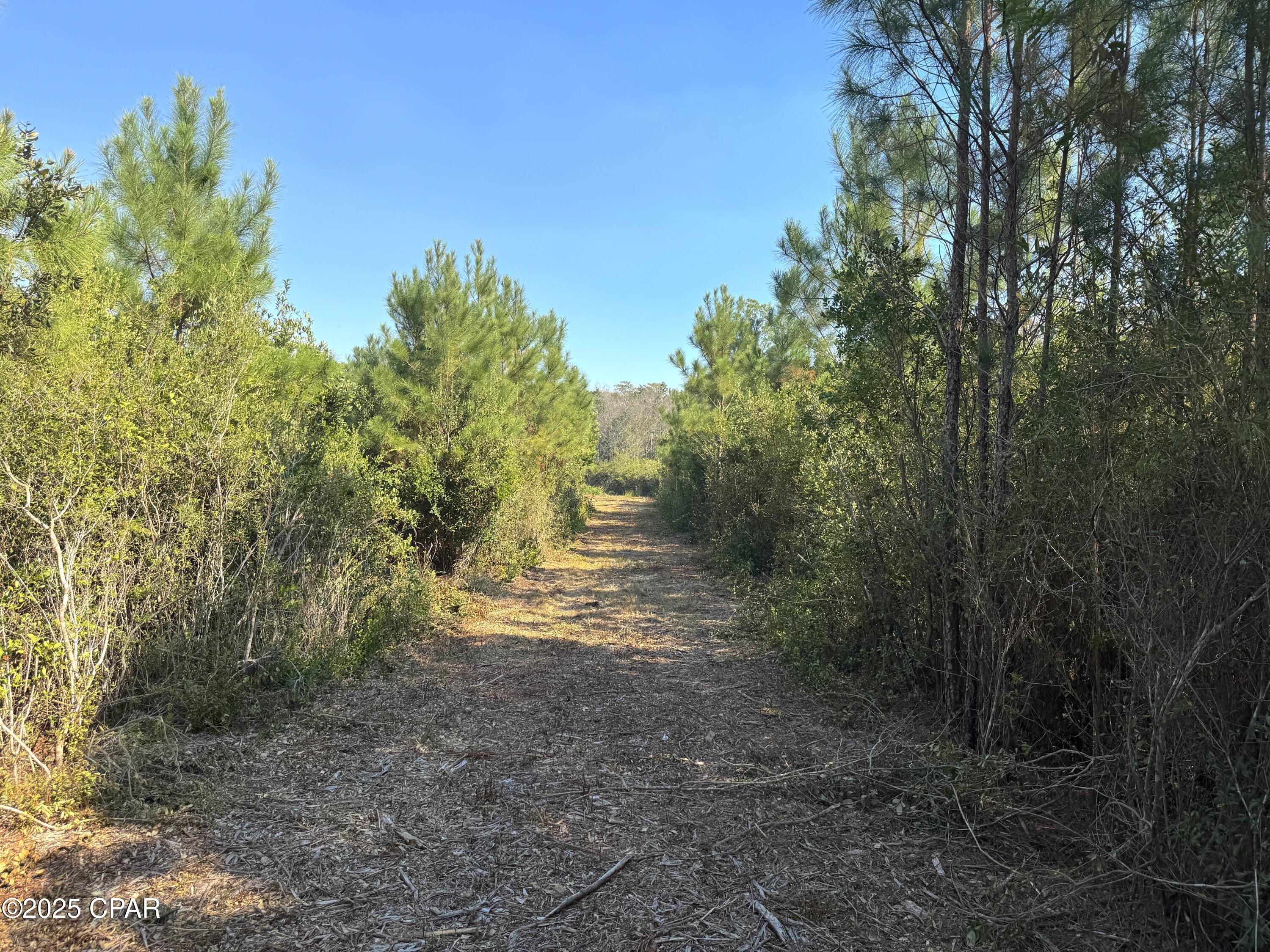 0 Brushey Pond Road Grand Ridge, FL 32442 - Photo 12 of 28