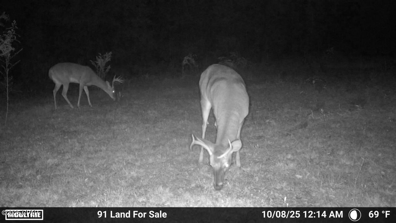 0 Brushey Pond Road Grand Ridge, FL 32442 - Photo 24 of 28