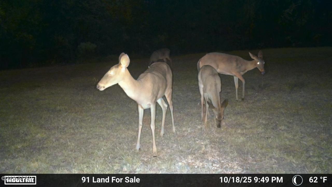 0 Brushey Pond Road Grand Ridge, FL 32442 - Photo 25 of 28