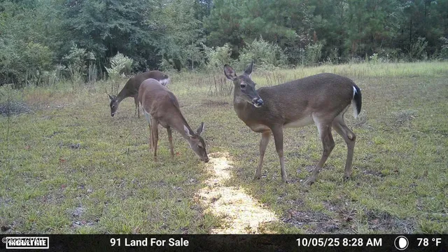 $195,000 | 0 Brushey Pond Road, Grand Ridge, FL 32442