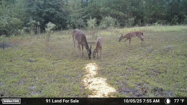 $195,000 | 0 Brushey Pond Road, Grand Ridge, FL 32442