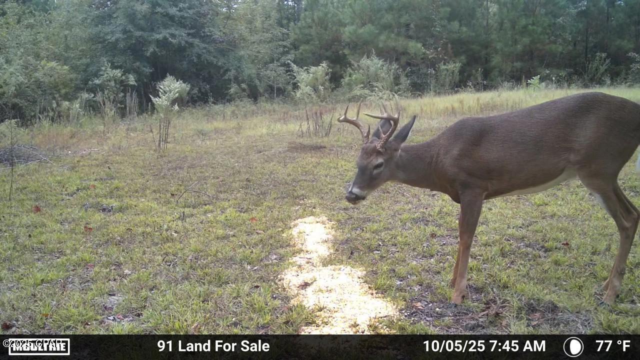 0 Brushey Pond Road Grand Ridge, FL 32442 - Photo 7 of 28