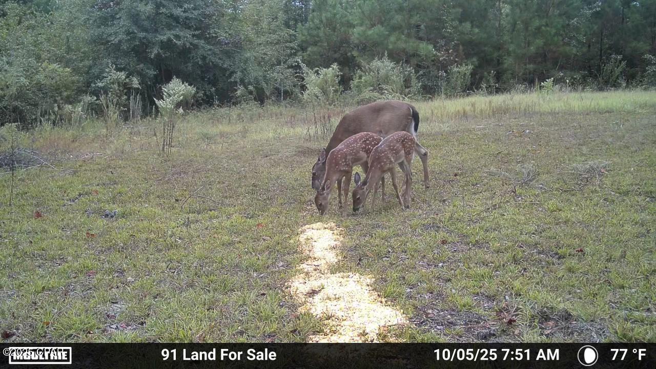 0 Brushey Pond Road Grand Ridge, FL 32442 - Photo 8 of 28