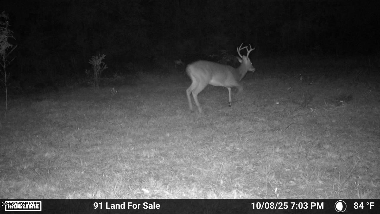 0 Brushey Pond Road Grand Ridge, FL 32442 - Photo 9 of 28